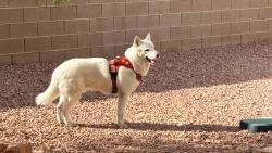 Found/Stray Male Dog last seen Jones and Lone Mountain, Las Vegas, NV 89130