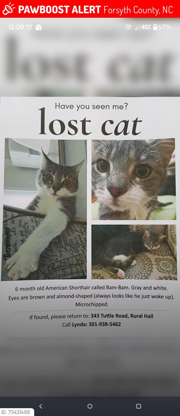 Lost Male Cat last seen Tuttle Road near railroad tracks, Forsyth County, NC 27045