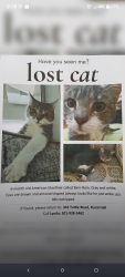 Lost Male Cat last seen Tuttle Road near railroad tracks, Forsyth County, NC 27045