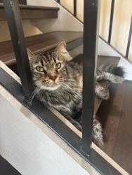 Lost Male Cat last seen Lupine hills drive and Chapparal, Vista, CA 92081