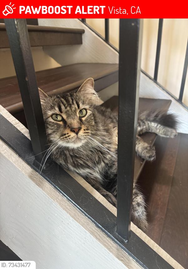 Lost Male Cat last seen Lupine hills drive and Chapparal, Vista, CA 92081