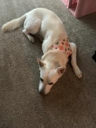 Found/Stray Male Dog last seen austin st, Houston, TX 77002
