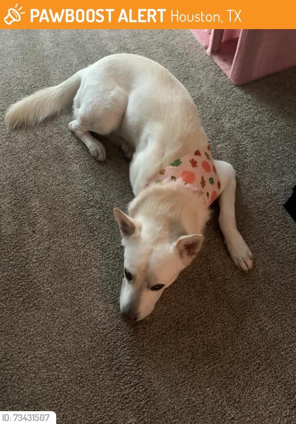 Found/Stray Male Dog last seen austin st, Houston, TX 77002