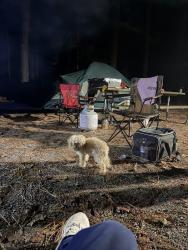 Lost Male Dog last seen Lake Jordan, Chatham County, NC 27523