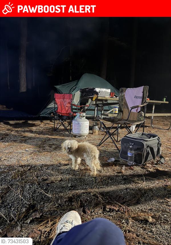 Lost Male Dog last seen Lake Jordan, Chatham County, NC 27523