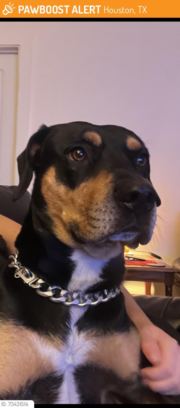 Found/Stray Male Dog last seen River Oaks Plaza, Houston, TX 77019