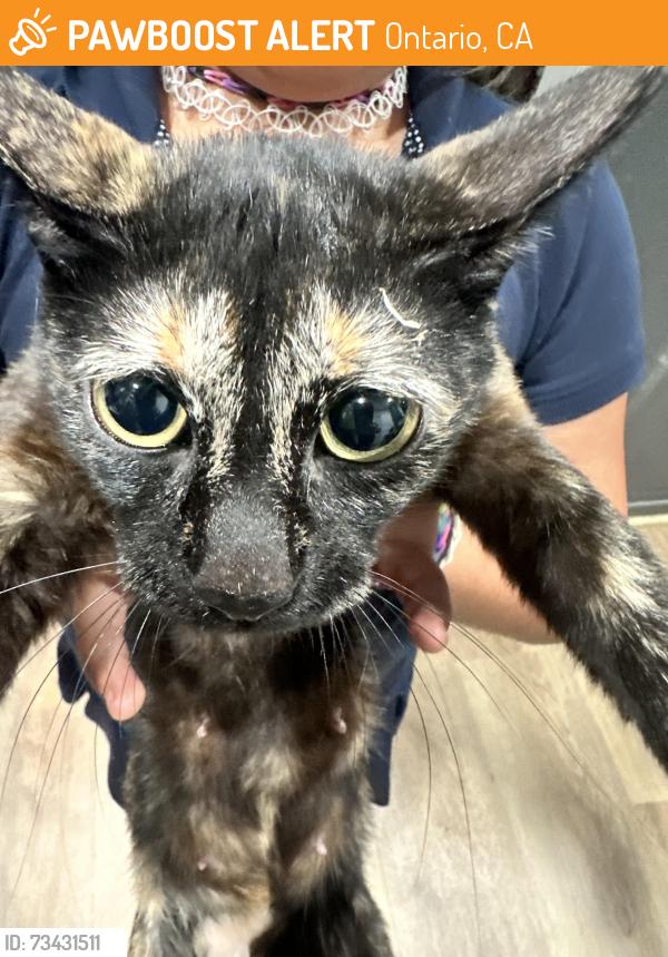 Found/Stray Female Cat last seen Sultana and Cherry, Ontario, CA 91764
