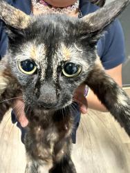 Found/Stray Female Cat last seen Sultana and Cherry, Ontario, CA 91764