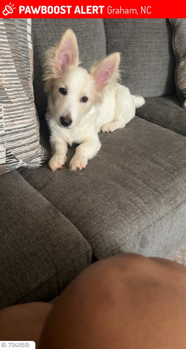 Lost Male Dog last seen East Parker st, Graham, NC 27253