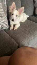 Lost Male Dog last seen East Parker st, Graham, NC 27253