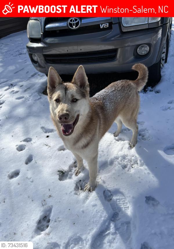 Lost Male Dog last seen Reynolda rd, Winston-Salem, NC 27106