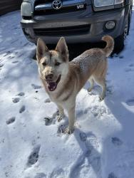 Lost Male Dog last seen Reynolda rd, Winston-Salem, NC 27106