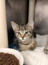 Shelter Stray Male Cat last seen W Pine St, Bridgeton, NC, 1639 Old Airport Rd, New Bern, NC 28562, USA
