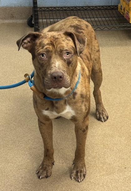 Shelter Stray Male Dog last seen Near Larkspur Terrace, 30032, GA, 3280 Chamblee Dunwoody Rd, Chamblee, GA 30341, USA
