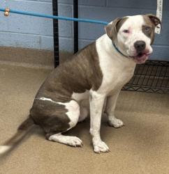 Shelter Stray Male Dog last seen Near Larkspur Terrace, 30032, GA, 3280 Chamblee Dunwoody Rd, Chamblee, GA 30341, USA