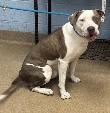 Shelter Stray Male Dog last seen Near Larkspur Terrace, 30032, GA, 3280 Chamblee Dunwoody Rd, Chamblee, GA 30341, USA