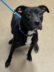 Shelter Stray Female Dog last seen Near Cornwall Road, 30032, GA, 3280 Chamblee Dunwoody Rd, Chamblee, GA 30341, USA