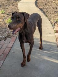 Found/Stray Male Dog last seen San Emidio St and Pine St, Bakersfield, CA 93304