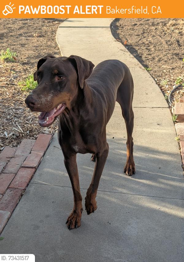 Found/Stray Male Dog last seen San Emidio St and Pine St, Bakersfield, CA 93304