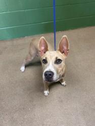 Shelter Stray Male Dog last seen Near Park Ave, Honea Path 29625, Honea Path City, SC, 1320 US-29, Anderson, SC 29626, USA