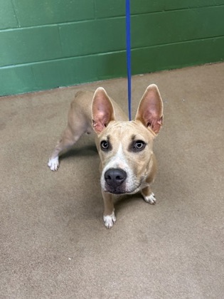 Shelter Stray Male Dog last seen Near Park Ave, Honea Path 29625, Honea Path City, SC, 1320 US-29, Anderson, SC 29626, USA