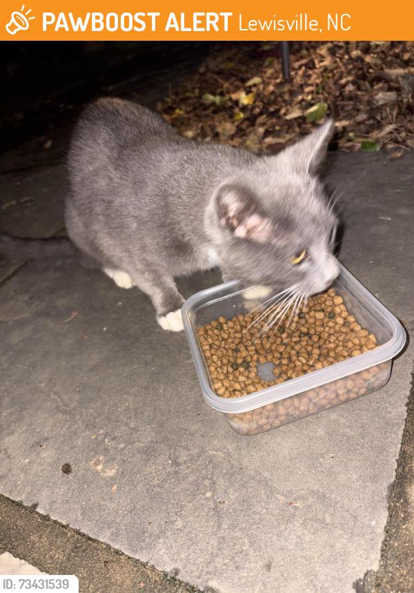 Found/Stray Unknown Cat last seen Wellsprings Dr in Pfafffown, Lewisville, NC 27040