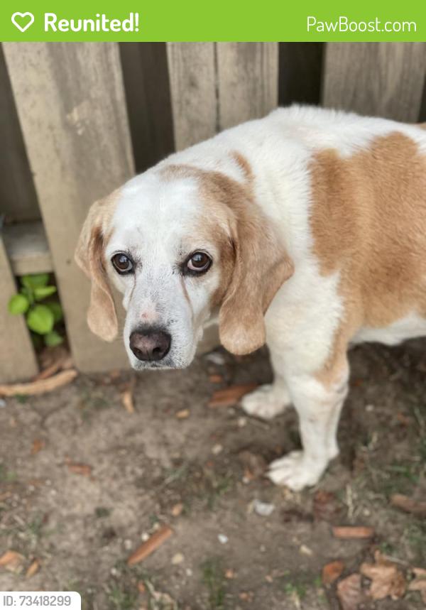 Reunited Female Dog last seen Canter, Alabaster, AL 35007