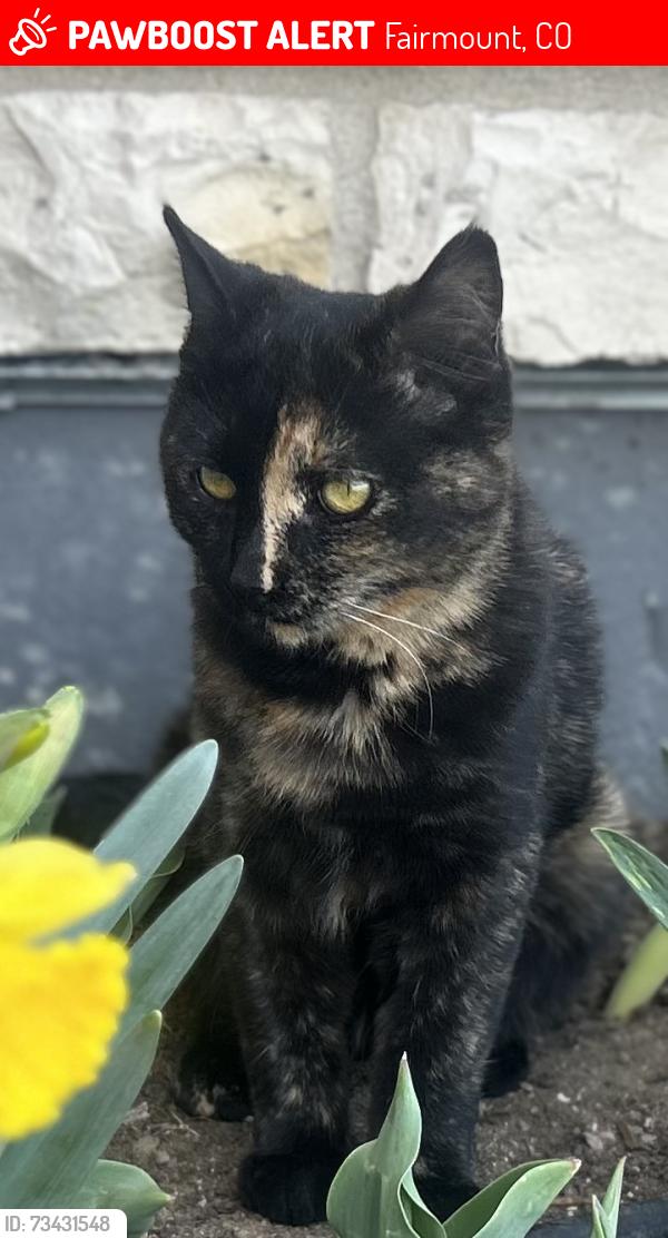 Lost Female Cat last seen 58th and Eldridge Street Arvada, Fairmount, CO 80004