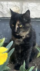 Lost Female Cat last seen 58th and Eldridge Street Arvada, Fairmount, CO 80004