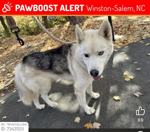 Lost Male Dog last seen Reynolda rd, Winston-Salem, NC 27106