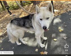 Lost Male Dog last seen Reynolda rd, Winston-Salem, NC 27106