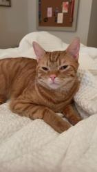 Lost Male Cat last seen Wellsprings Dr in Pfafftown, Lewisville, NC 27040