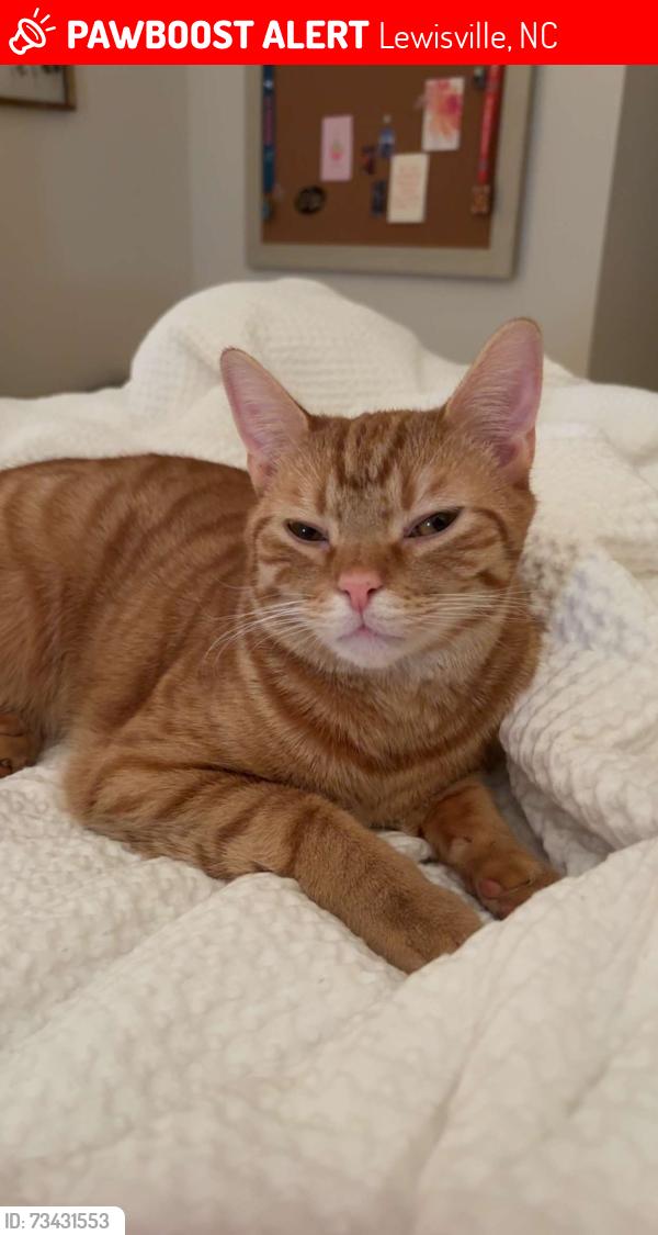 Lost Male Cat last seen Wellsprings Dr in Pfafftown, Lewisville, NC 27040