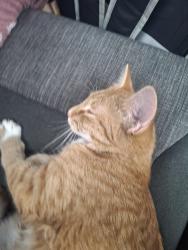 Found/Stray Female Cat last seen Our hse, Columbus, MN 55025