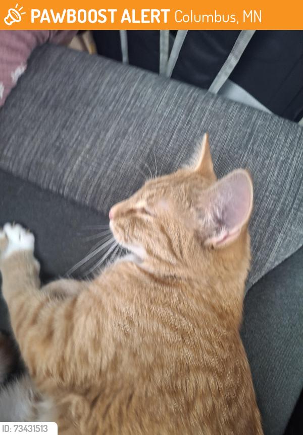 Found/Stray Female Cat last seen Our hse, Columbus, MN 55025