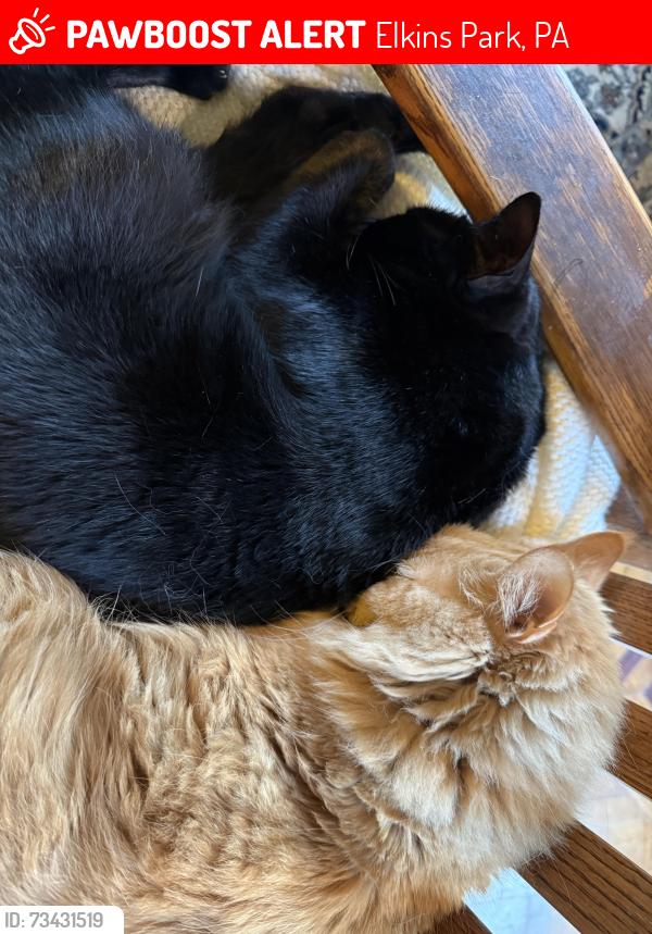 Lost Male Cat last seen Near Park Avenue, Elkins Park PA, Elkins Park, PA 19027