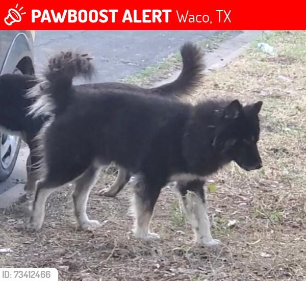 Lost Male Dog last seen Dallas St & Calumet, Waco, TX 76710