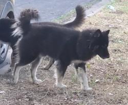 Lost Male Dog last seen Dallas St & Calumet, Waco, TX 76710
