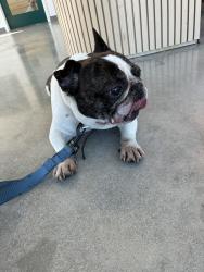 Found/Stray Male Dog last seen W Kelly park rd, Apopka, FL 32712