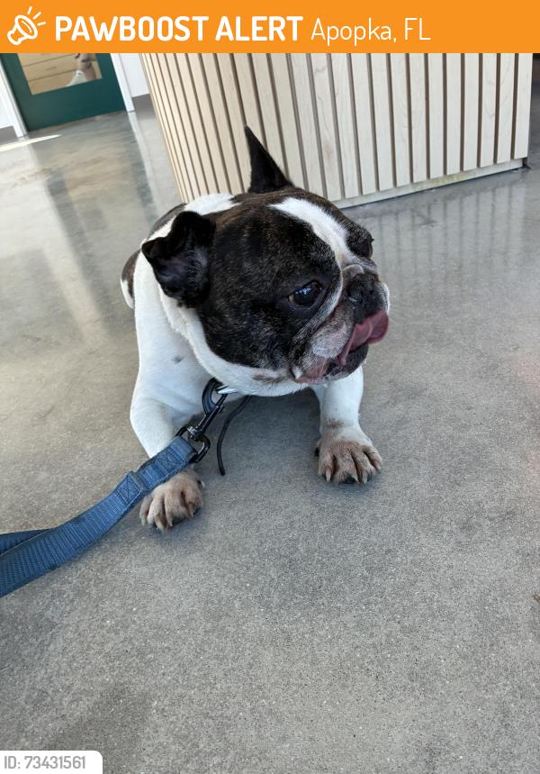 Found/Stray Male Dog last seen W Kelly park rd, Apopka, FL 32712