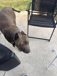 Found/Stray Male Dog last seen Silo shadow way, Fulshear, TX 77441