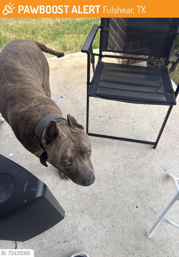 Found/Stray Male Dog last seen Silo shadow way, Fulshear, TX 77441