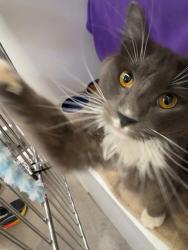 Shelter Stray Male Cat last seen Near Logan Avenue, San Diego, CA, 92113, 5500 Gaines St, San Diego, CA 92110, USA
