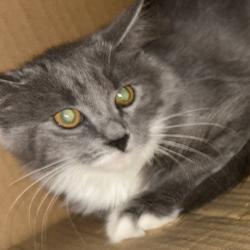 Found/Stray Female Cat last seen Wawa, Laurel, MD 20707