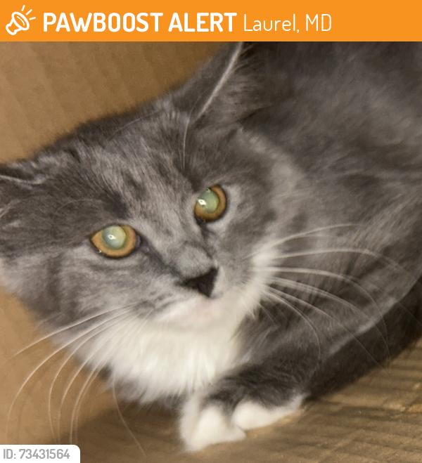 Found/Stray Female Cat last seen Wawa, Laurel, MD 20707