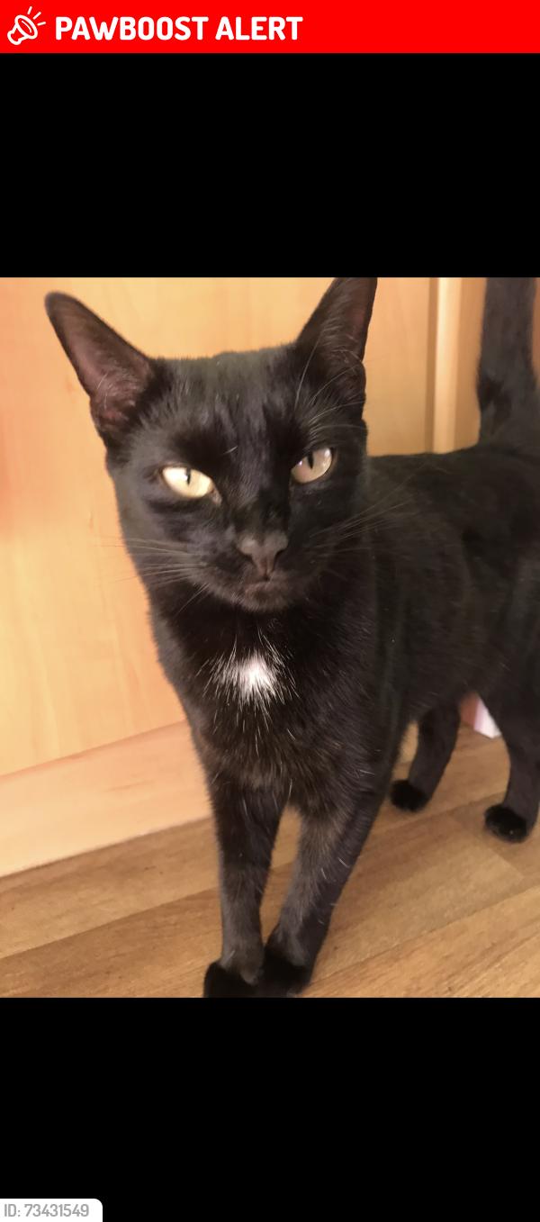 Lost Female Cat last seen Tag lane, Blake’s lane, hare hatch, Hare Hatch, England RG10 9TF