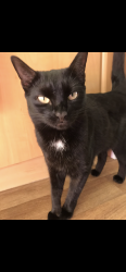 Lost Female Cat last seen Tag lane, Blake’s lane, hare hatch, Hare Hatch, England RG10 9TF