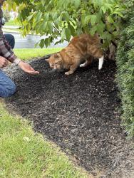 Found/Stray Male Cat last seen Martin Ave Ephrata pa, Ephrata, PA 17522