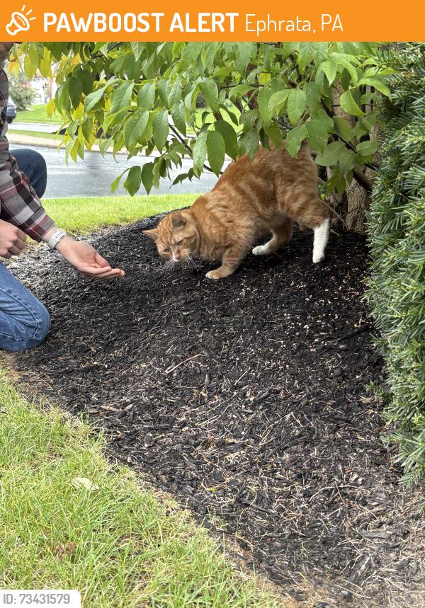 Found/Stray Male Cat last seen Martin Ave Ephrata pa, Ephrata, PA 17522
