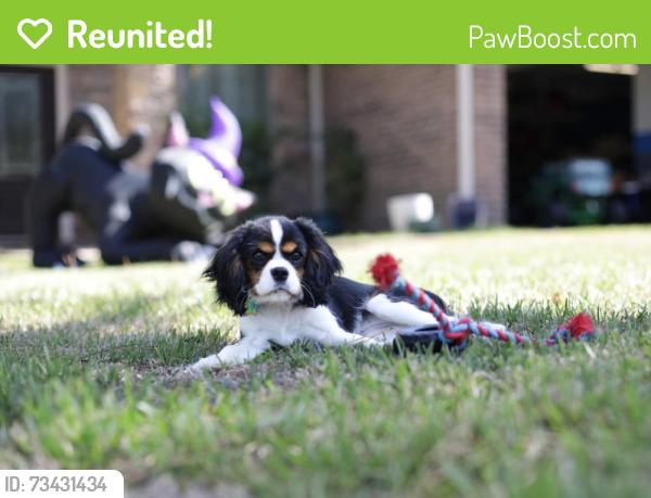 Reunited Female Dog last seen Desert Willow, League City, TX 77573